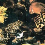 naturamorta_paolo-porpora