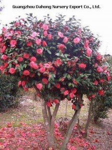 Camellia-Japonica