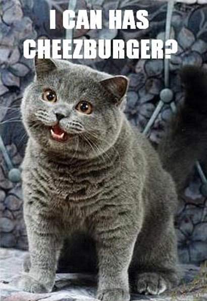 i can has cheezburger?