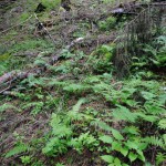 felci_14_07_14-18 (54)