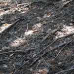 branches_2014_07_14-18 248