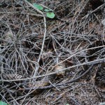 pigne_2014_07_14-18 314