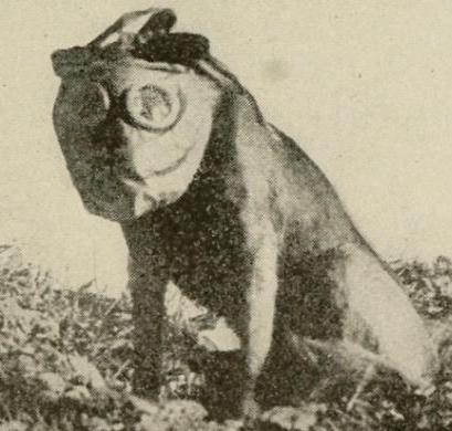 Scrittori in tempo di guerra