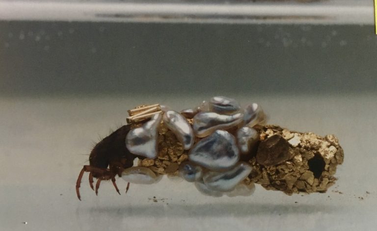 Conchiglia con politica (a Carlo Ginzburg)