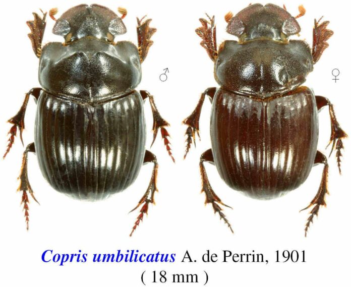 copris umbilicatus