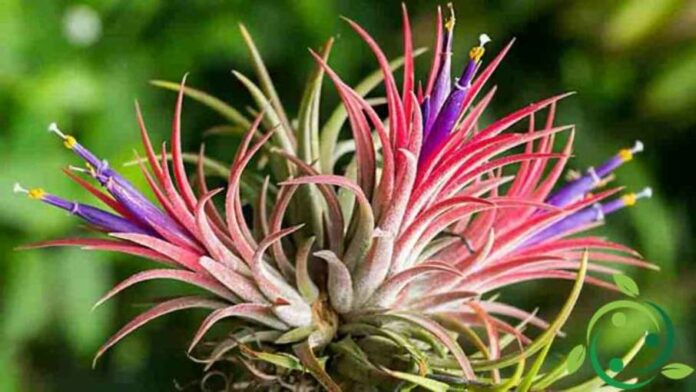 Tillandsia
