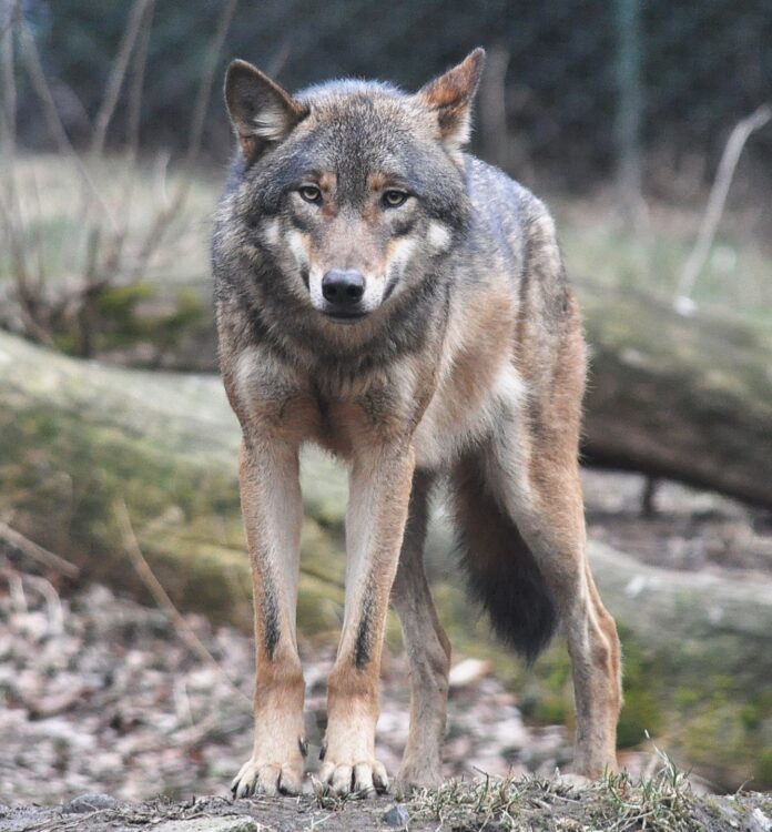 European_grey_wolf_in_Prague_zoo_2