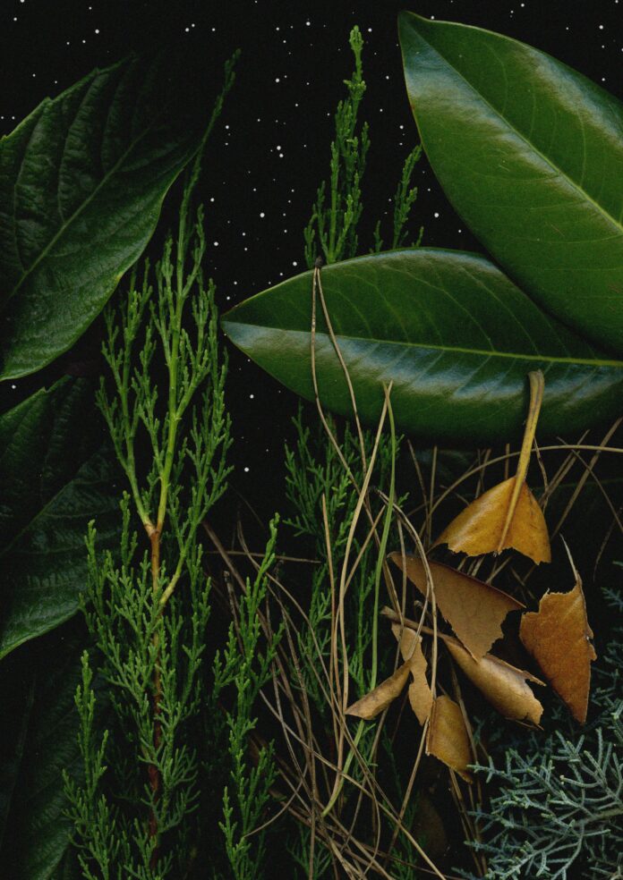 Artwork di Lorenzo Trivelli