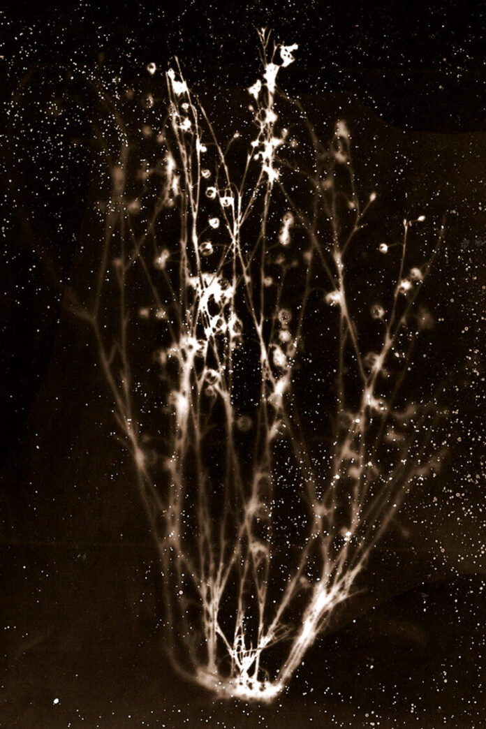 Linum-Strictum+rayogram,+Chernobyl+Herbarium+AnaisTONDEUR