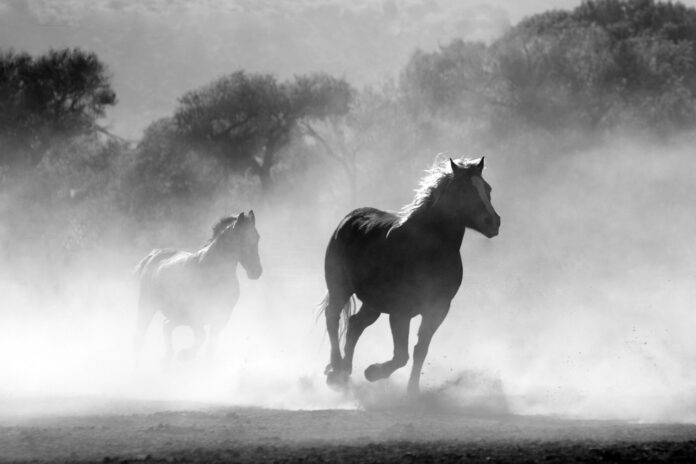 horses-430441_1280